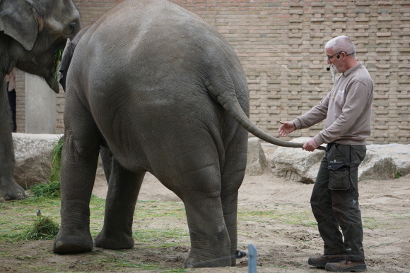 ベルリン動物園の象たち_f0362800_18472411.jpg