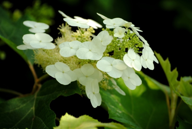 三景園の紫陽花　３_f0361605_20260737.jpg