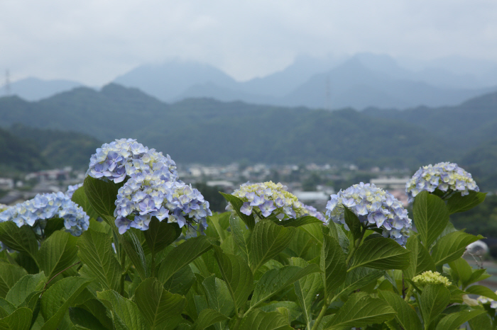 雨後の紫陽花　下仁田あじさい園 ①　_a0357206_21364342.jpg