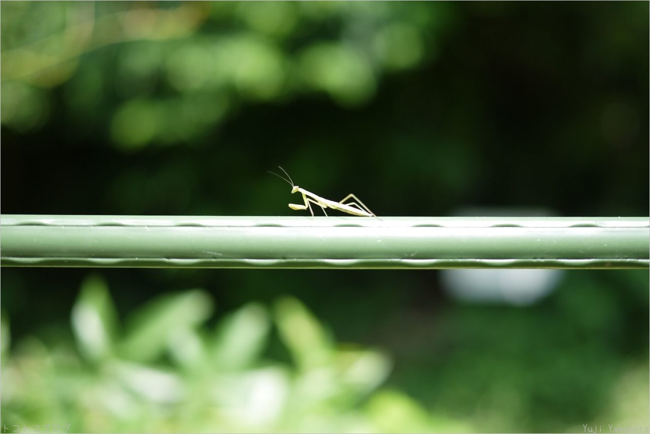 赤ちゃんカマキリ１センチくらい トコトコブログ