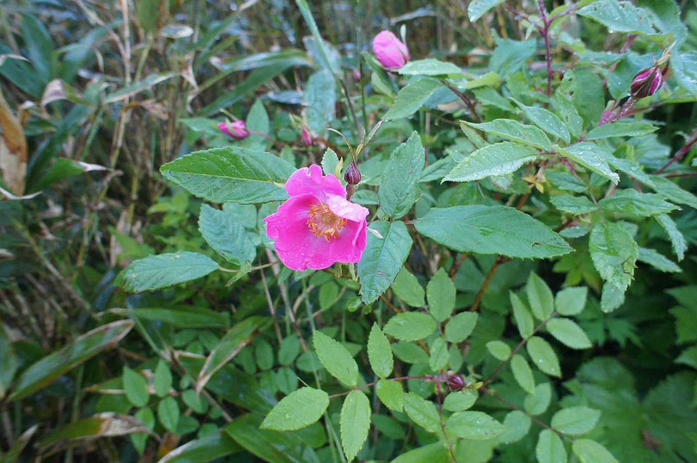 a0248508_650327.jpg
