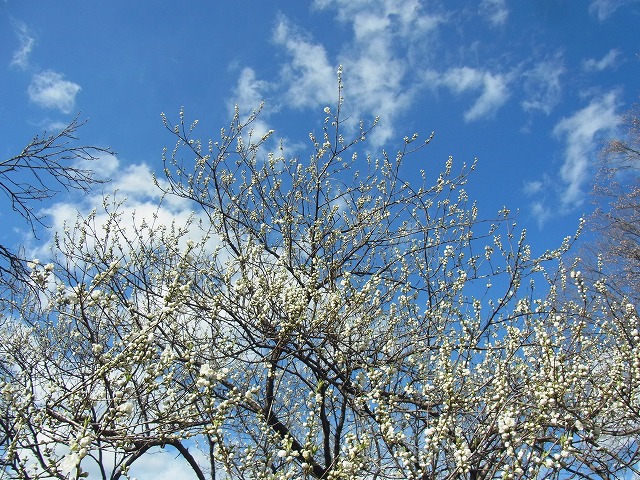 神代植物公園_d0369711_12350750.jpg