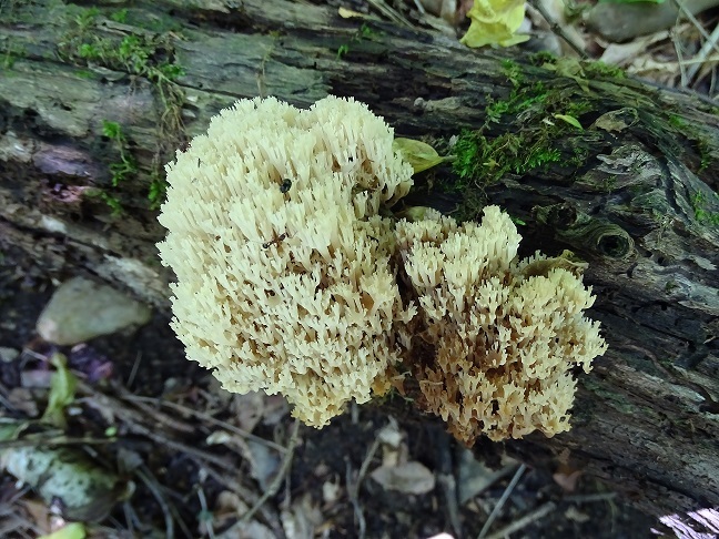 f0360815_16032129.jpg