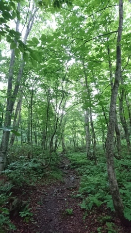 花の山 平標山〜仙ノ倉山_a0309917_23373552.jpg