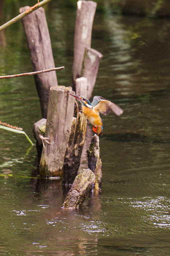 カワセミ、♀の水浴びダイビング_e0293921_20324263.jpg