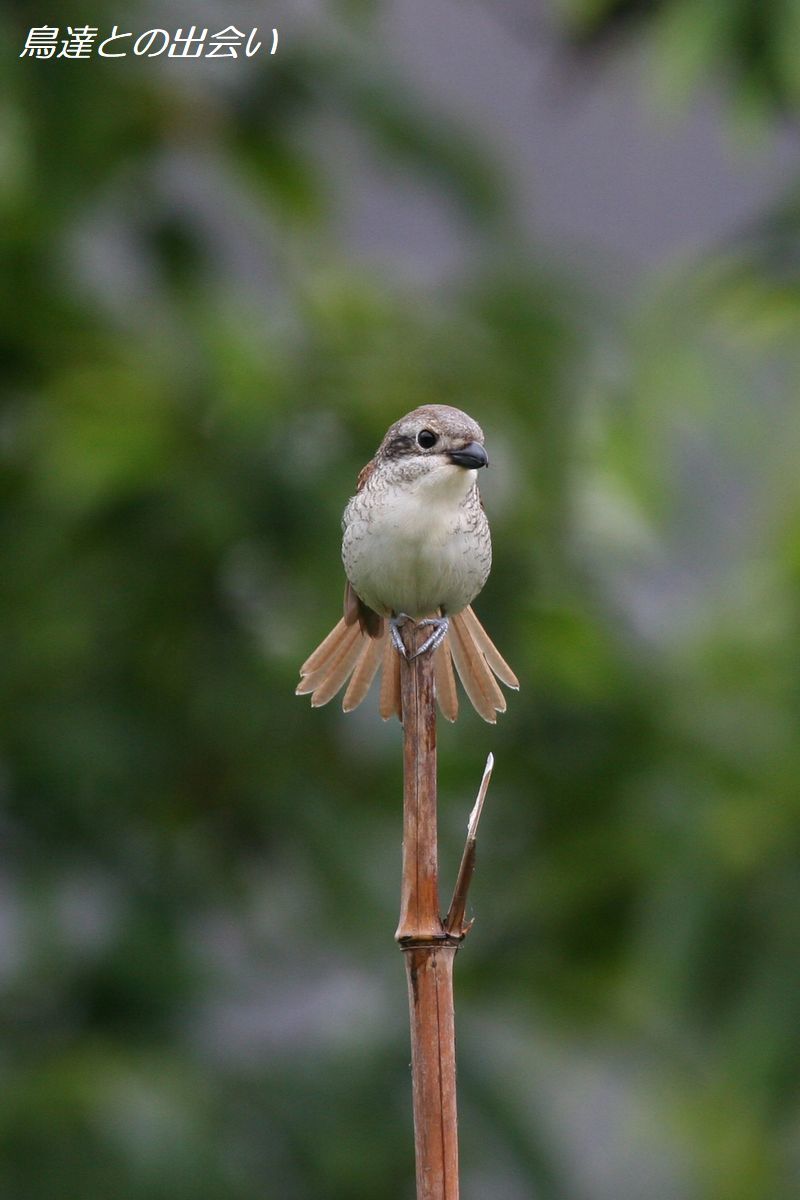 チゴモズ・・・Tiger Shrike_e0139623_20001048.jpg