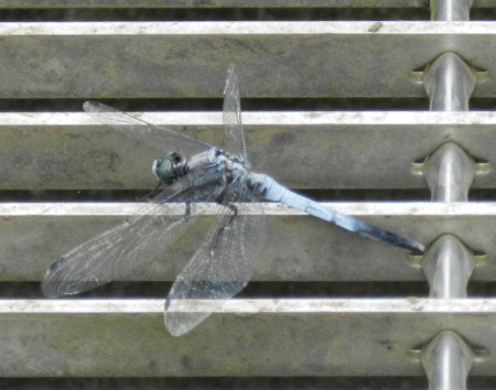 e0172950_1992136.jpg