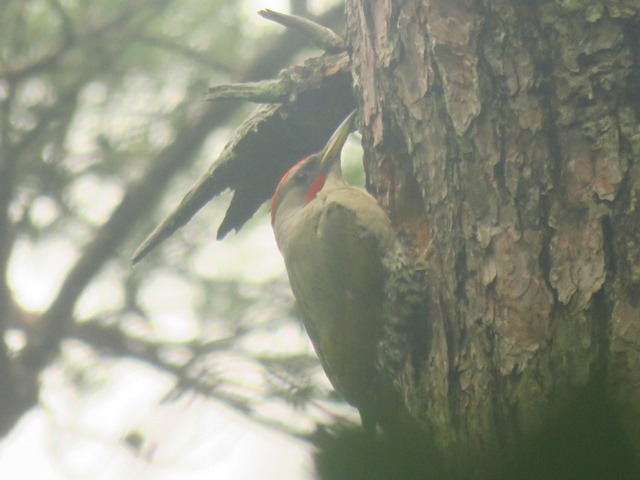 野鳥トレ８７　アオゲラ_b0227552_09104544.jpg