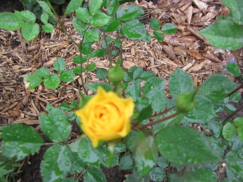 b0247153_04193531.jpg