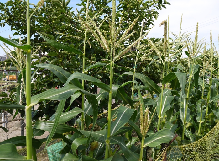 　　野菜畑_b0093754_16555657.jpg
