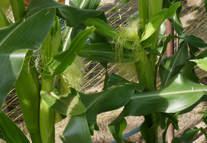 　　野菜畑_b0093754_16573542.jpg