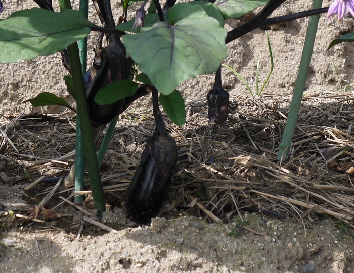 　　野菜畑_b0093754_16584617.jpg