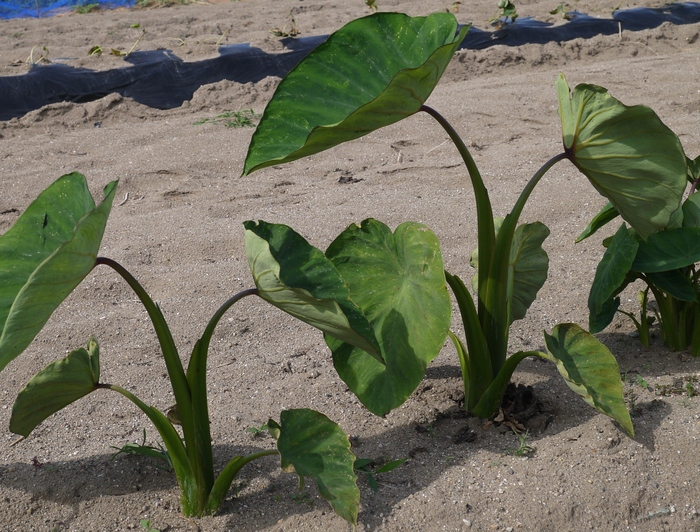 　　野菜畑_b0093754_1658717.jpg