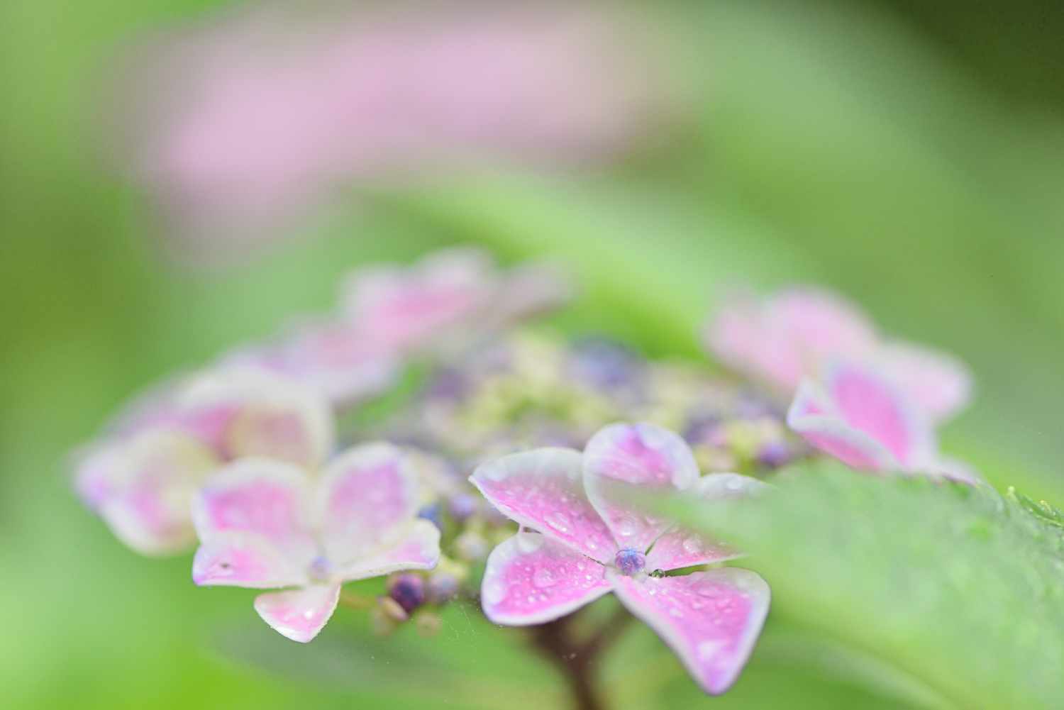 紫陽花 Ⅷ　　　滋賀県_d0286954_17323655.jpg