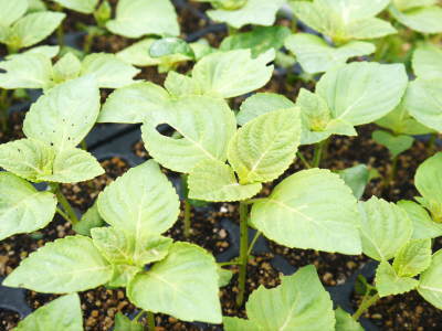 無農薬・無化学肥料で育てる「菊池水源産エゴマ」 『白えごま油』再入荷!白えごまの成長と黒エゴマの播種!_a0254656_18153069.jpg