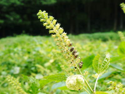 無農薬・無化学肥料で育てる「菊池水源産エゴマ」 『白えごま油』再入荷!白えごまの成長と黒エゴマの播種!_a0254656_18244262.jpg