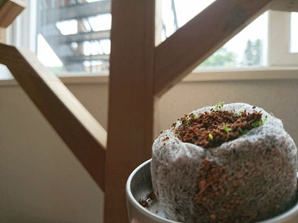 b0129758_1225419.gif