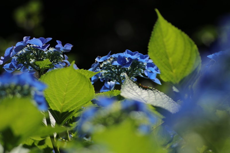 山寺の紫陽花・５♪　_a0167759_0204989.jpg