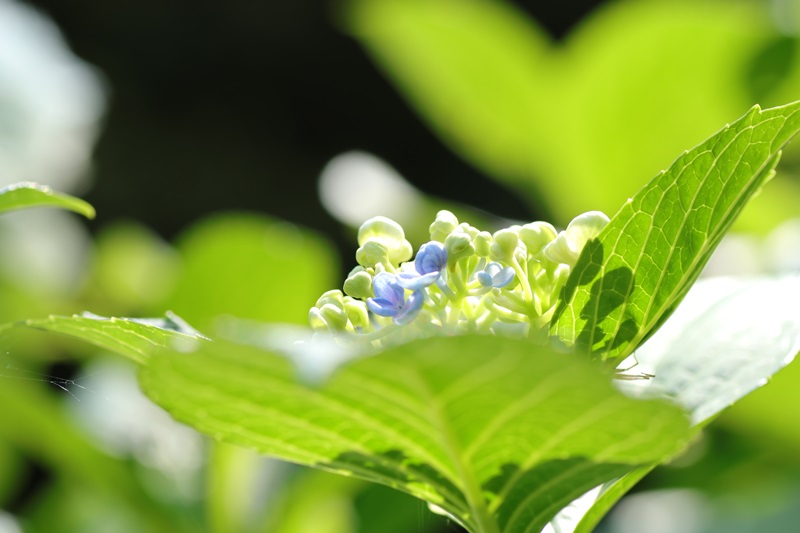 山寺の紫陽花・６♪　　_a0167759_0465273.jpg