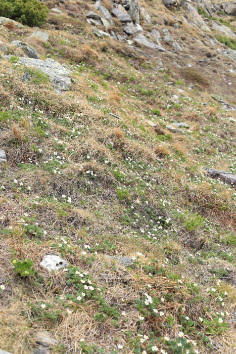 e0338862_19502314.jpg