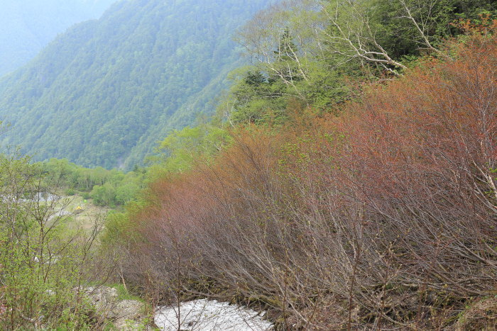 キタダケソウに会いに行く　北岳　170624-25　後編_e0338862_20062713.jpg