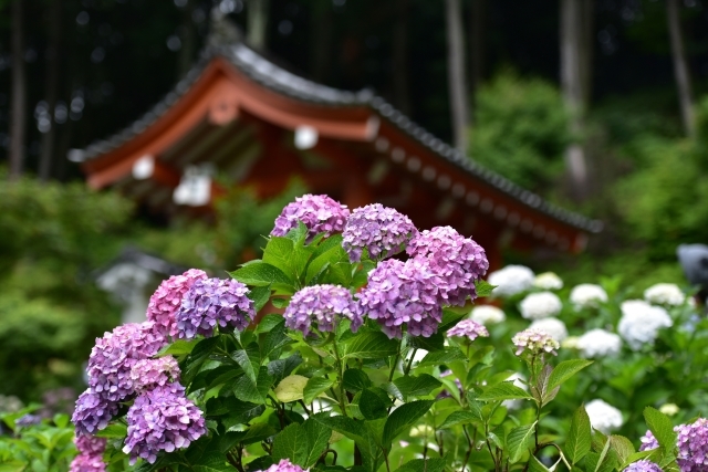 宇治かいわい　三室戸寺_e0164563_09164651.jpg