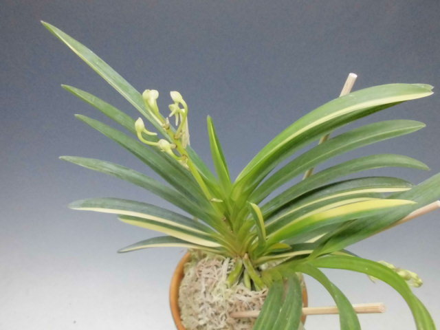 富貴蘭 天晃殿 : DREAM GRASSES