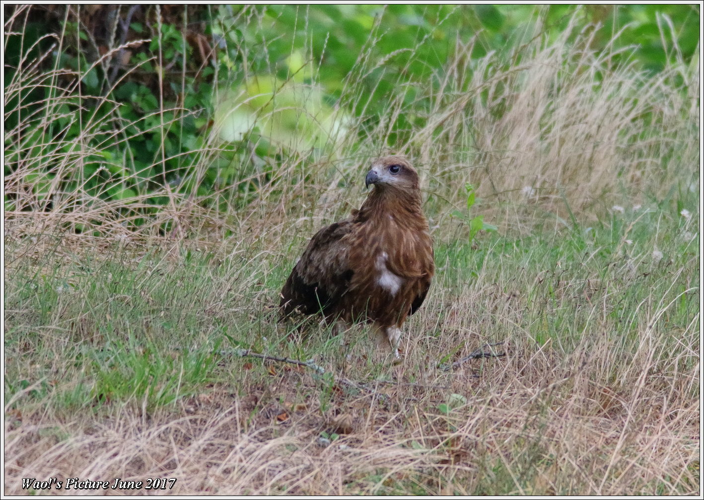 トンビが田んぼの畔に 野鳥の素顔 野鳥と日々の出来事