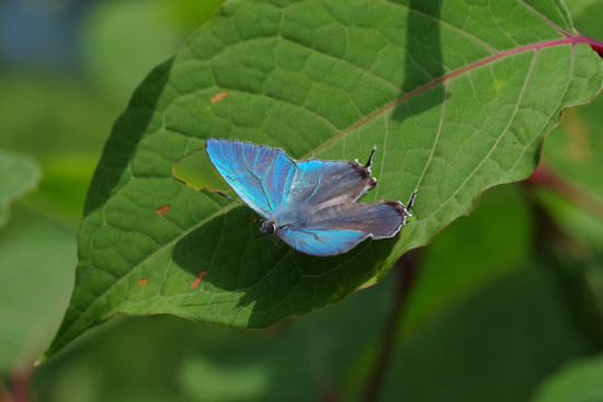 初夏の山にて_e0167571_7322329.jpg