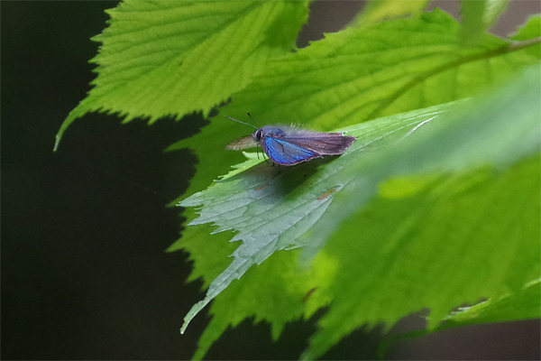 初夏の山にて_e0167571_733580.jpg