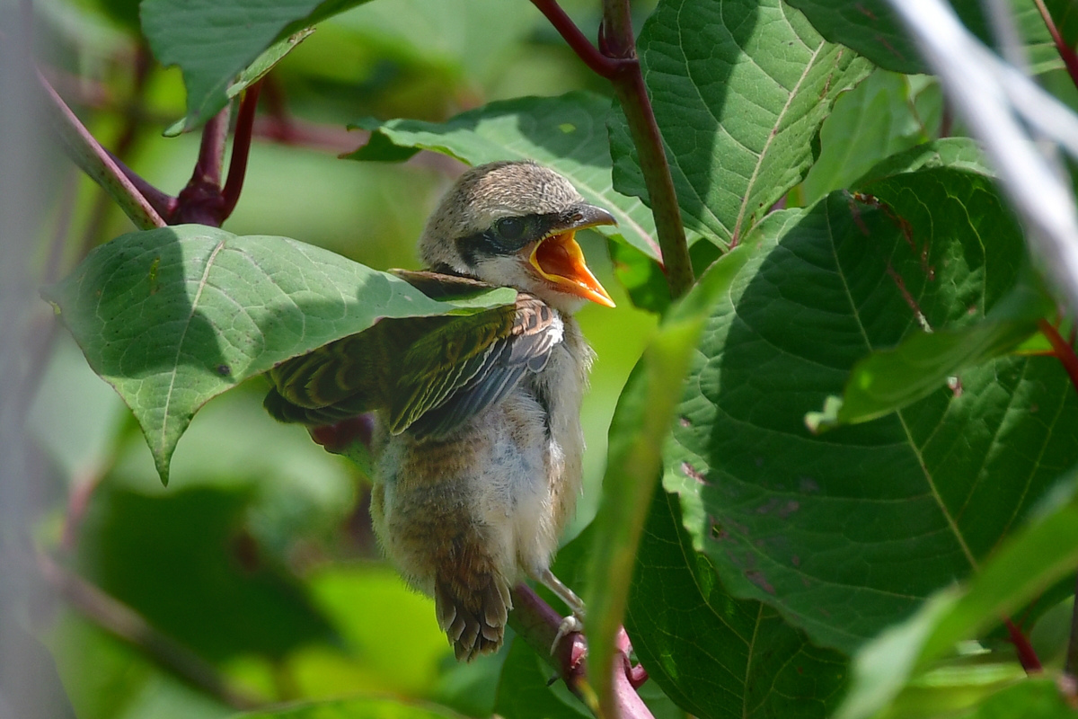初見の巣立ち雛達 アカモズ クロツグミ サンショウクイ_f0053272_09282843.jpg