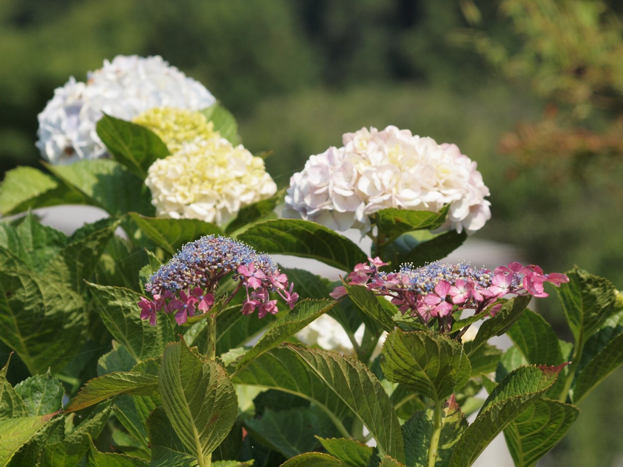 『紫陽花咲く風景～　(弓削寺にて)』_d0054276_2016155.jpg