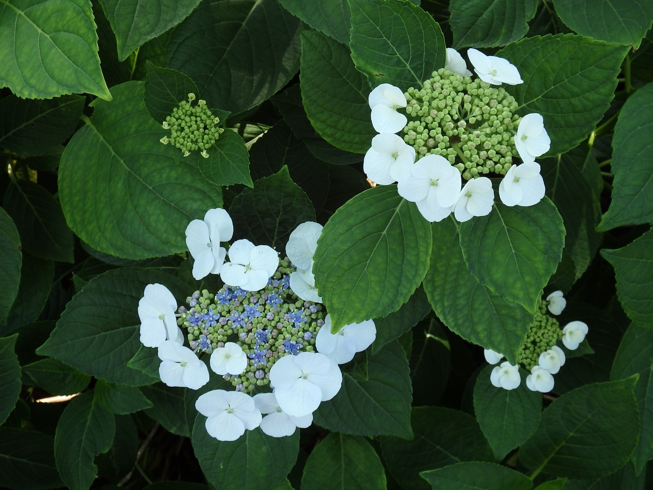 『紫陽花咲く風景～　(弓削寺にて)』_d0054276_2017394.jpg