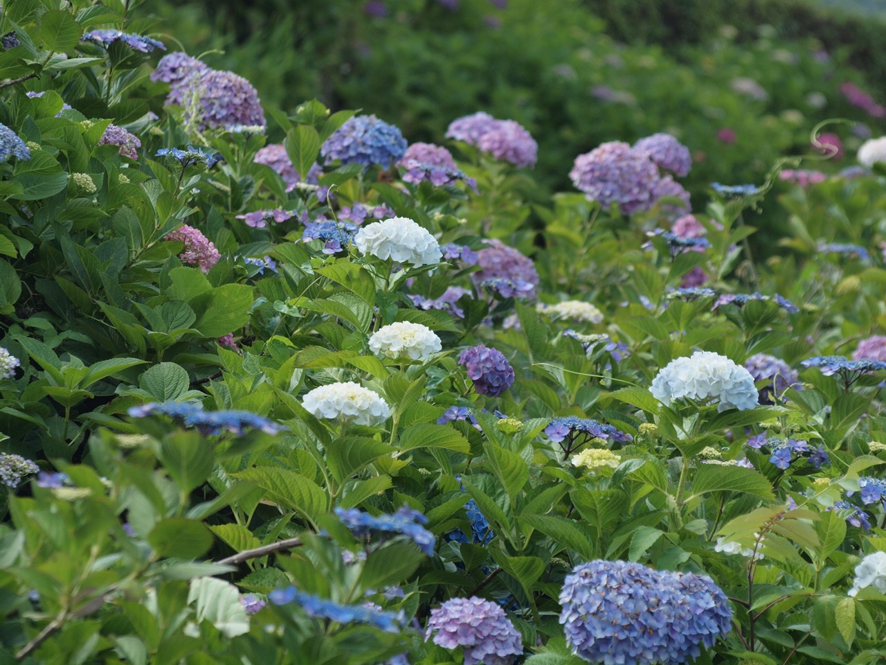 『紫陽花咲く風景～　(弓削寺にて)』_d0054276_20174359.jpg