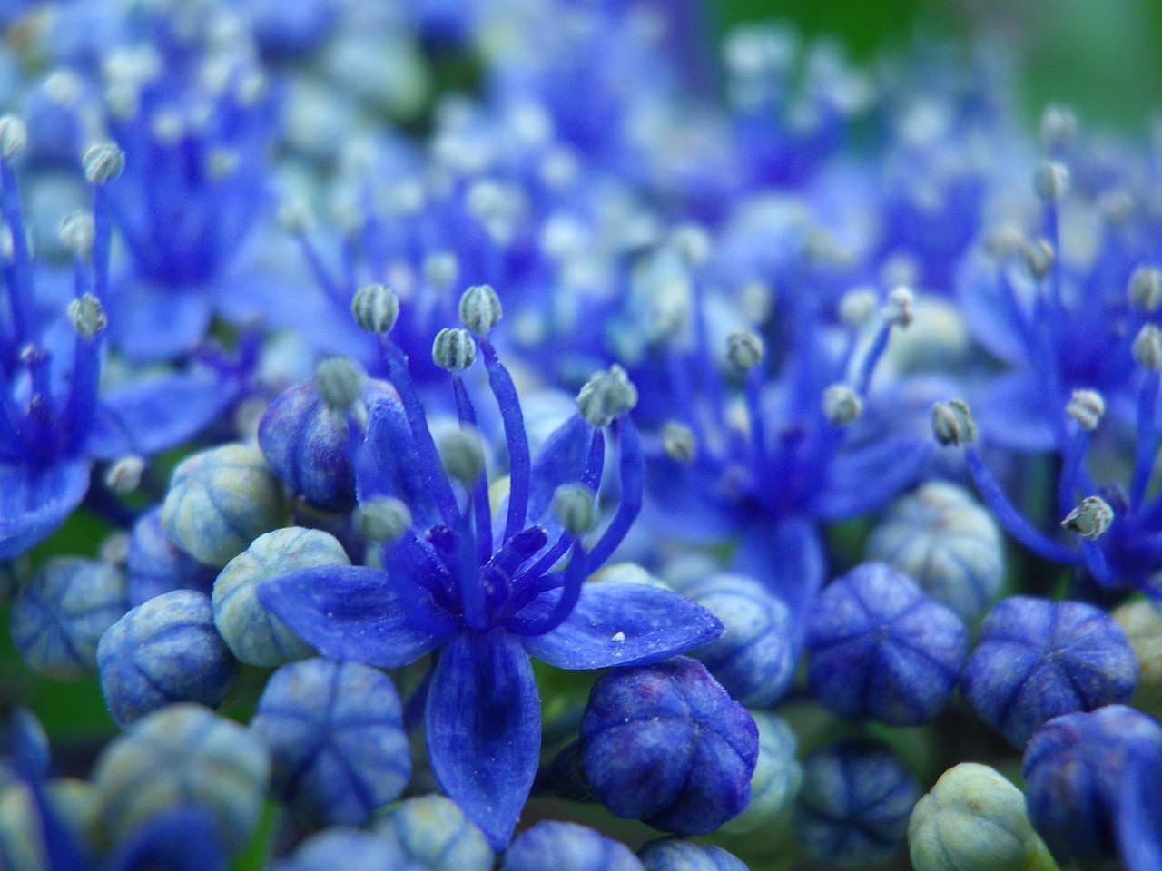 『紫陽花咲く風景～　(弓削寺にて)』_d0054276_20184610.jpg