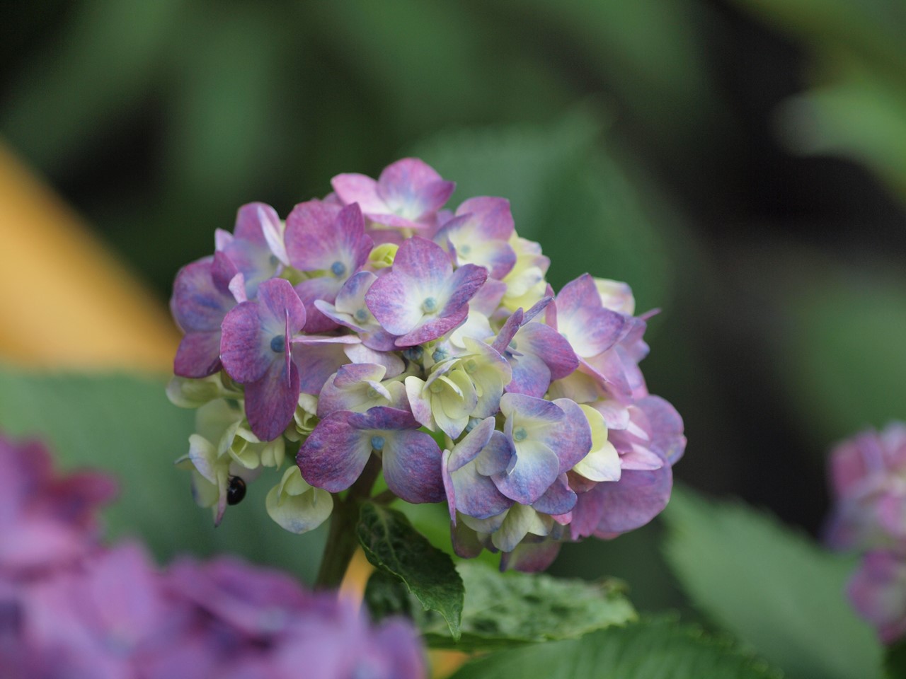 『紫陽花咲く風景～　(弓削寺にて)』_d0054276_20214282.jpg