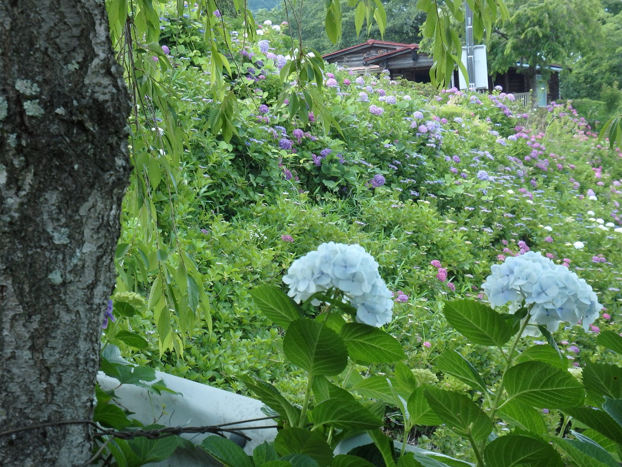 『紫陽花咲く風景～　(弓削寺にて)』_d0054276_20244553.jpg