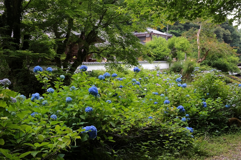 綾部市東光院_a0170082_8481577.jpg