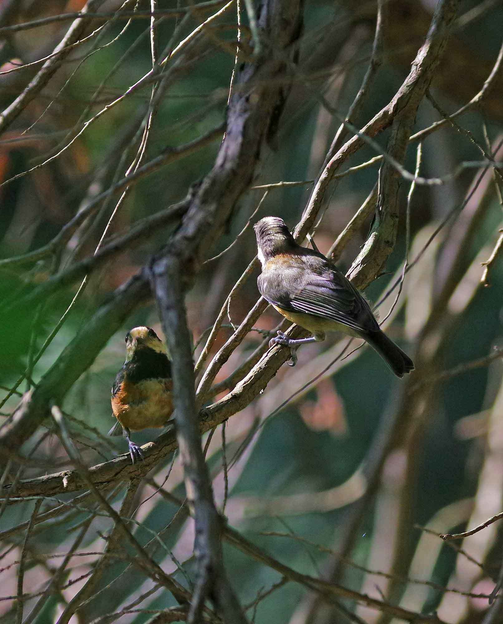 2017年　6月　　野鳥_c0176183_11464145.jpg