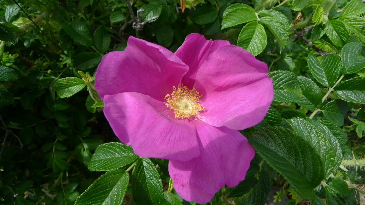 c0212083_18164900.jpg