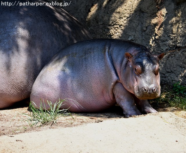 ２０１７年６月　王子動物園２　その２_a0052986_733143.jpg