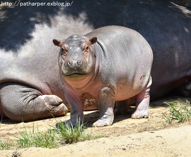 ２０１７年６月　王子動物園２　その２_a0052986_7361449.jpg