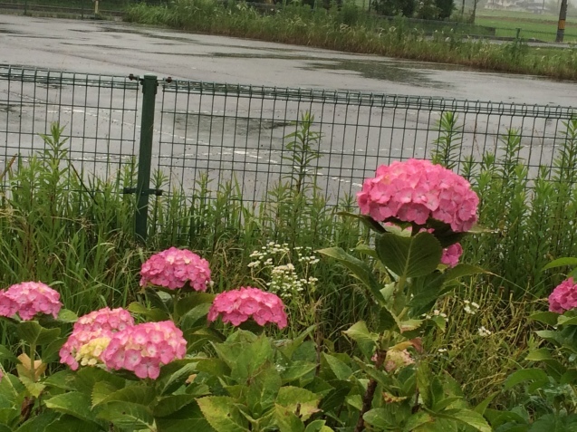 f0379286_20161764.jpeg