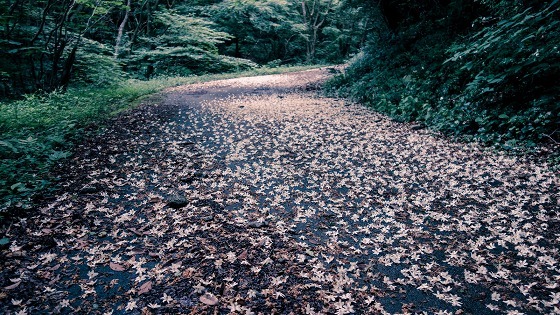 e0176993_15200351.jpg