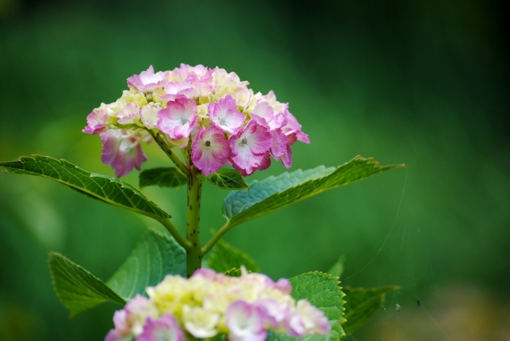 三景園の紫陽花　４_f0361605_22154921.jpg