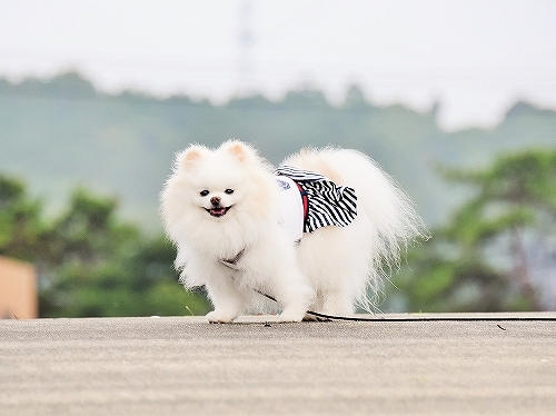これからのこと_d0360206_23495409.jpg