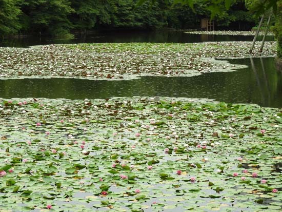 緑の龍安寺_e0048413_22175027.jpg