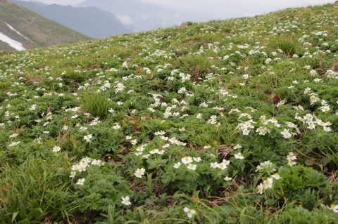 花の山 平標山〜仙ノ倉山_a0309917_16575151.jpg