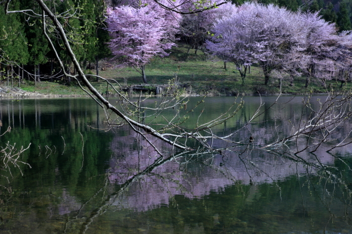 最速の早起き桜～中綱湖・オオヤマザクラ～_d0349418_17284572.jpg