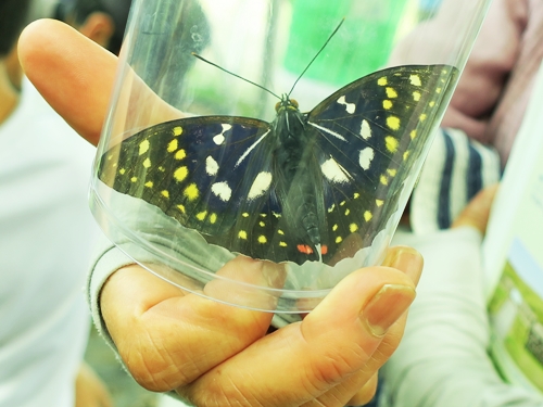 オオムラサキ蝶写真パネル Amazon.co.jp: オオムラサキの木枠付きフォトタイル（世界の昆虫